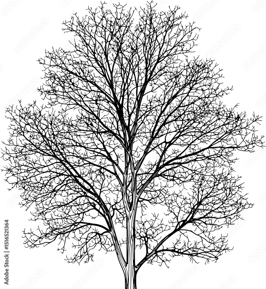 Obraz premium Silhouette of a tree