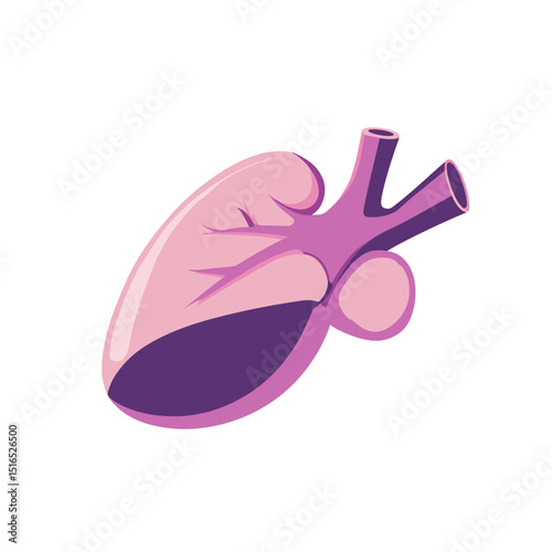 Anatomical Heart Illustration in Pink and Purple Isolated on White Background