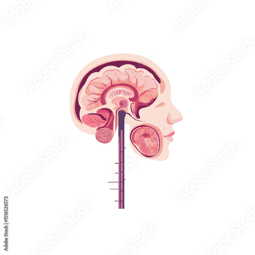 Anatomical Illustration of a Human Head with Brain Cross Section Pink and White Palette Detailed Nervous System Diagram on a White Background