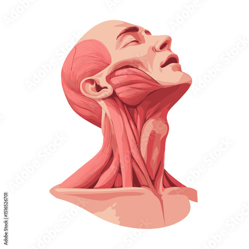 Anatomical Illustration of Head and Neck Musculature with Detailed Muscle Structure and Neutral Background Ideal for Medical Learning Resources