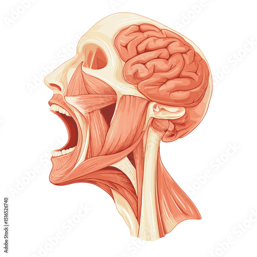 Anatomical Illustration of Head Muscles Brain and Skull in Detailed View Side View on White Background For Medical Purposes