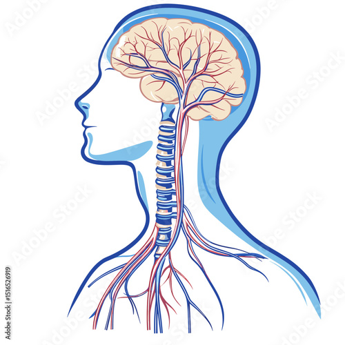 Anatomical Illustration of Human Brain and Nervous System with Veins Arteries and Spinal Cord in a Detailed Medical Diagram on White Background