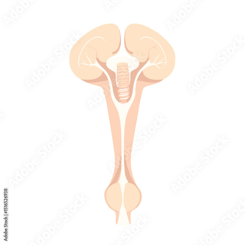 Anatomical Illustration of Human Brain and Spinal Cord Detailed Anatomical Diagram on White Background for Medical and Educational Use
