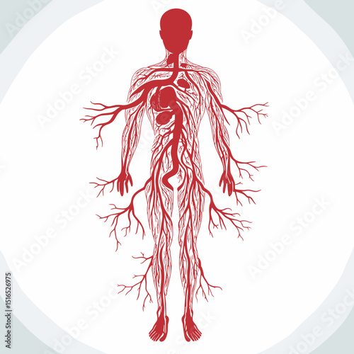Anatomical Illustration of Human Circulatory System with Red Veins and Arteries Against a White Background