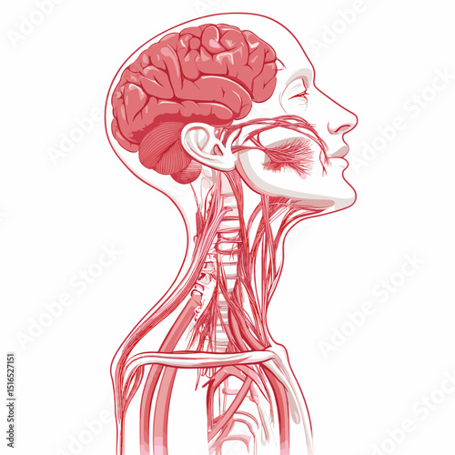 Anatomical Illustration of Human Head Brain and Neck Structure with Red Outline and Detailed Internal Organs on White Background