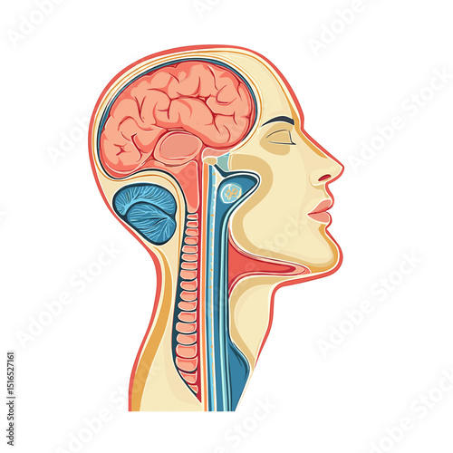 Anatomical Illustration of Human Head Brain Internal Organs and Skeletal Structure Showing Nervous and Circulatory System Detailed Medical Diagram