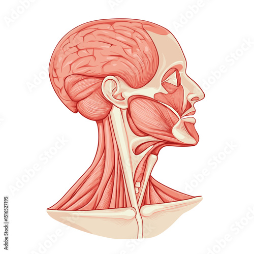 Anatomical Illustration of Human Head Muscle Structure Brain and Skeleton on White Background Detailed Medical Diagram