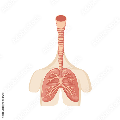 Anatomical Illustration of Human Lungs and Trachea on White Background Showing Respiratory System and Body Structure in a Simplified Diagram