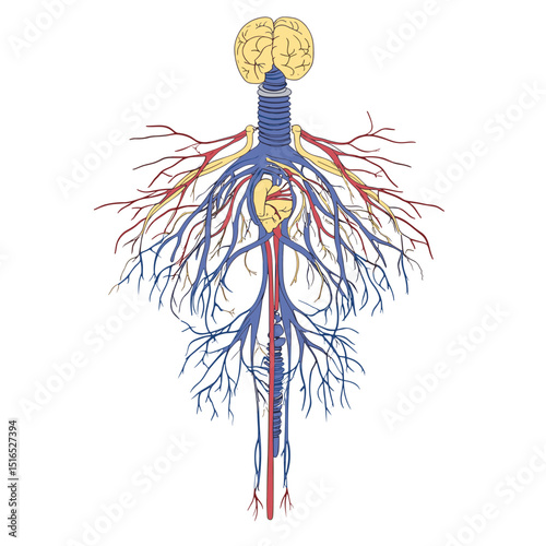 Anatomical Illustration of Human Nervous System Detailed Colored Diagram on White Background