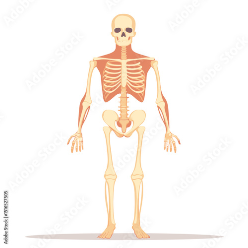 Anatomical Illustration of Human Skeleton with Clear Muscle Definition in Neutral Background Ideal for Medical and Educational Purposes