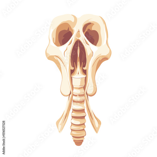 Anatomical Illustration of Human Skull and Cervical Vertebrae in Beige and White on Plain Background