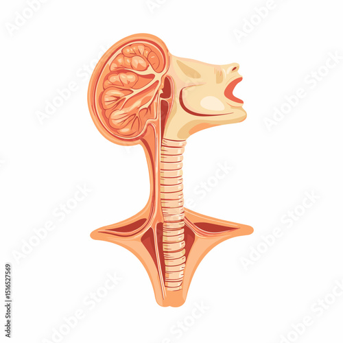 Anatomical Illustration of Human Throat and Respiratory System Detailed Section with Medical Diagram and Biological Structure on White Background