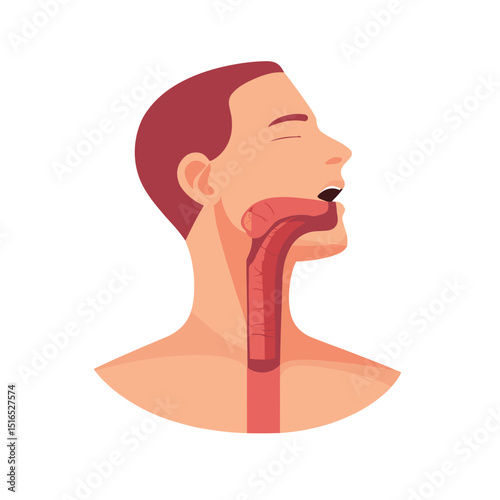 Anatomical Illustration of Human Throat Esophagus and Windpipe with Open Mouth on White Background Detailed Medical Vector Diagram