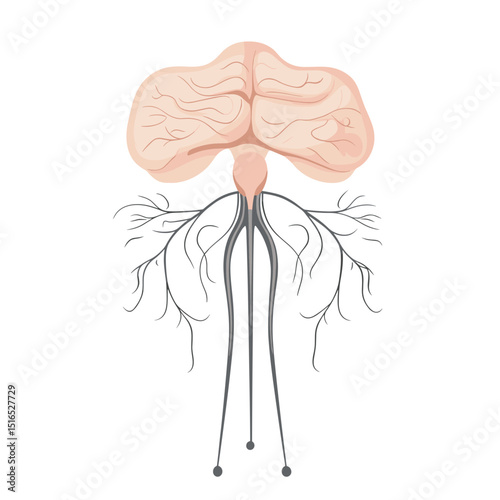 Anatomical Illustration of the Brain and Nervous System Featuring the Spinal Cord on a Clean White Background