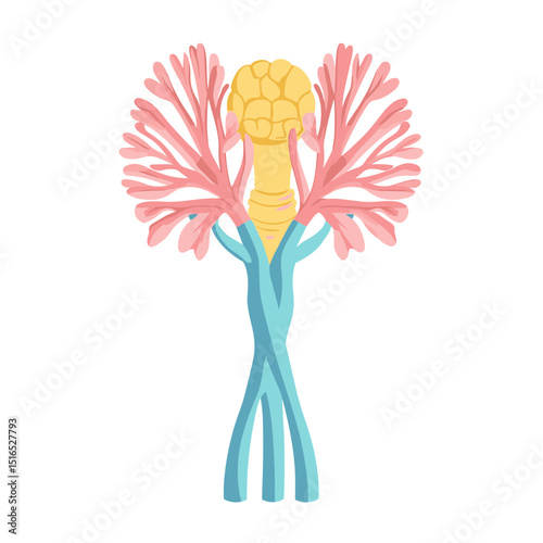 Anatomical Illustration of the Respiratory System in Light Colors Against a White Background Featuring the Lungs Trachea and Bronchial Tree