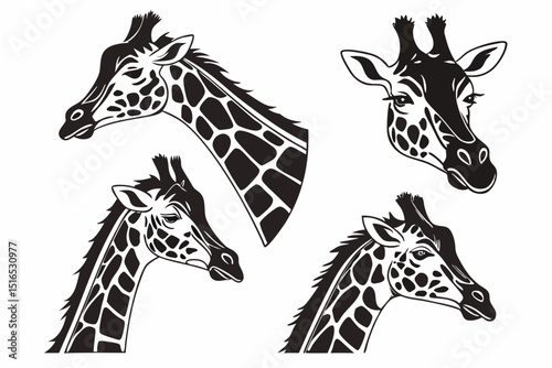 giraffe vector illustration