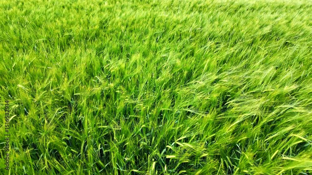 Green ears of rye sway in the field Green ears of rye sway in the field