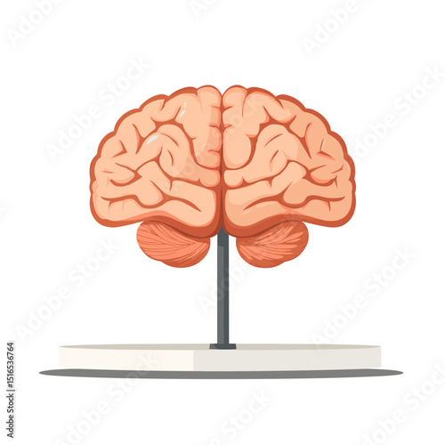 Anatomical Brain Model on Stand with Detailed Gyri and Sulci and Pink Hue Displayed on White Background