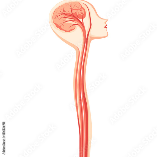 Anatomical Head Silhouette with Detailed Brain and Spinal Cord Illustration in Salmon Color Scheme on a White Background