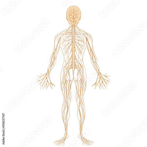 Anatomical Illustration of the Human Nervous System Featuring Neural Networks and Nerve Pathways in Full Body Form on a White Background