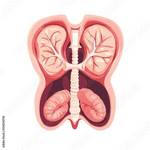 Cross Section Illustration of Human Torso with Internal Organs Lungs and Kidneys Anatomy Diagram with Ribcage and Spine Depiction in Medical Illustration