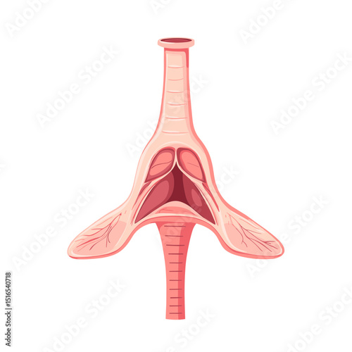 Cross Section Illustration of Human Upper Respiratory Tract Organs Including Vocal Cords on White Background for Educational Purposes