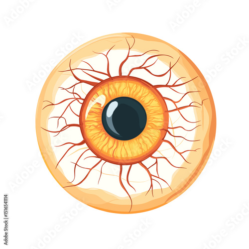 Detailed Anatomical Illustration of a Human Eye with Orange Iris Black Pupil and Red Veins on White Background