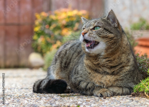 Talkative tabby cat lying on a garden path