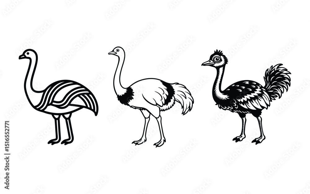 Obraz premium Vector illustration of a wild ostrich, a large bird from nature.