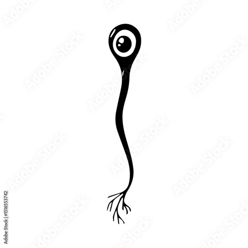 unipolar neuron