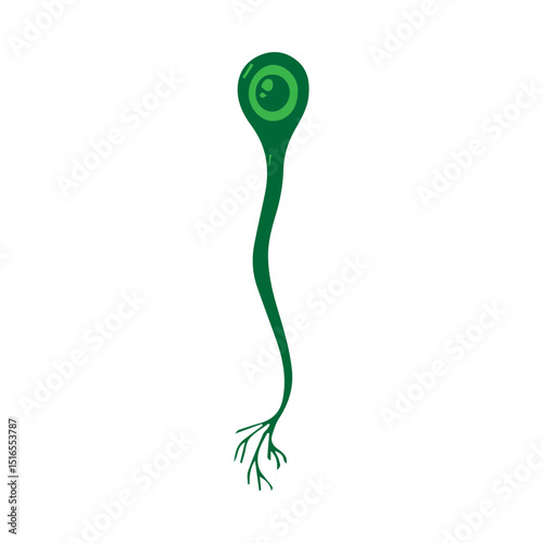 unipolar neuron