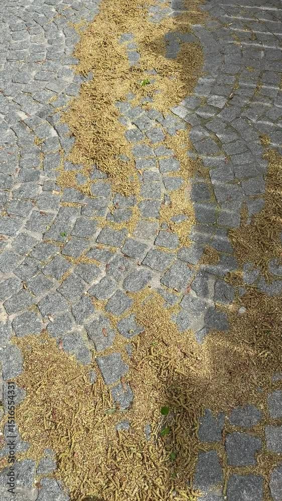 birch seeds on cobblestone pavement birch seeds on cobblestone pavement