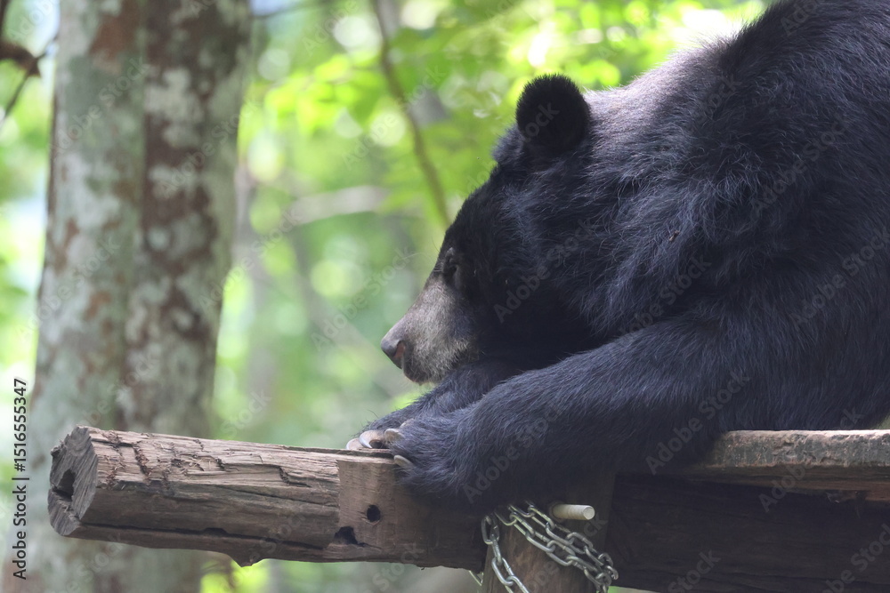 Obraz premium Cute black bear in the wild forest, a furry mammal predator, enjoying nature