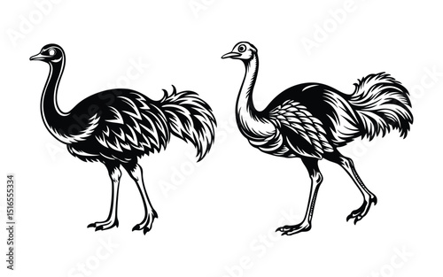 A cute cartoon ostrich vector illustration, an isolated wild bird animal with a beak on white