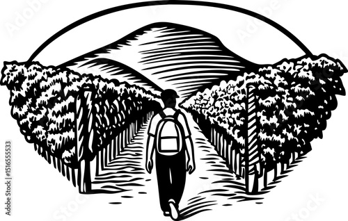 Traveler walking through vineyard path towards hills adventure journey, exploration, nature landscape illustration