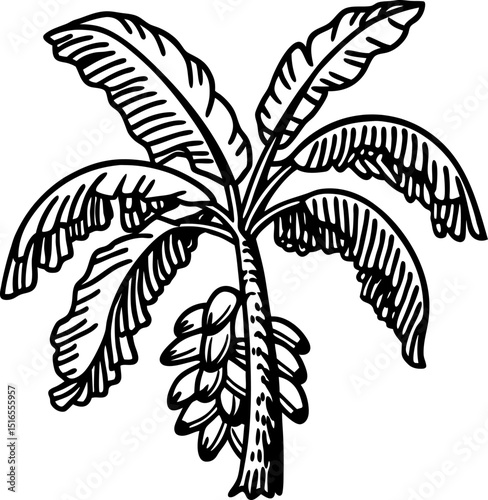 Banana tree with broad leaves and fruit bunch tropical foliage illustration in hand drawn botanical