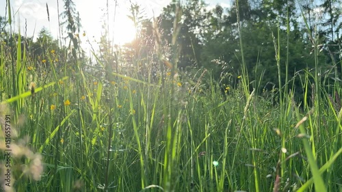 beautiful wild flowers on meadow in afternoon sun