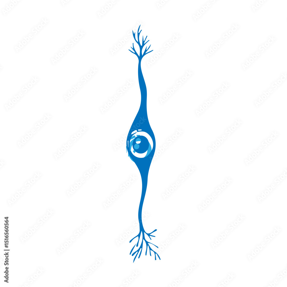 Fototapeta premium bipolar neuron