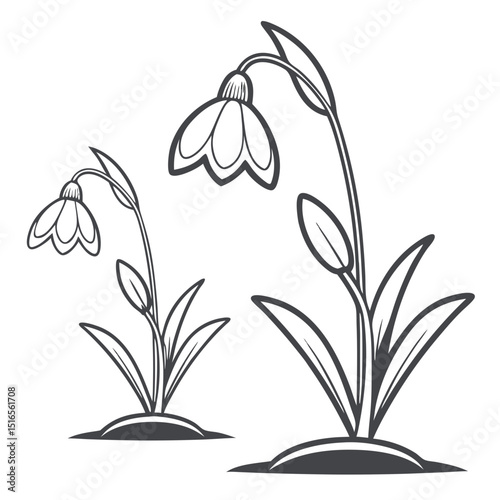 Line art illustration of snowdrop flowers blooming, symbolizing spring and renewal