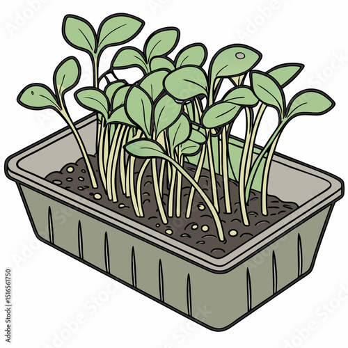 Illustration of a plastic seedling tray filled with young plants, representing home gardening