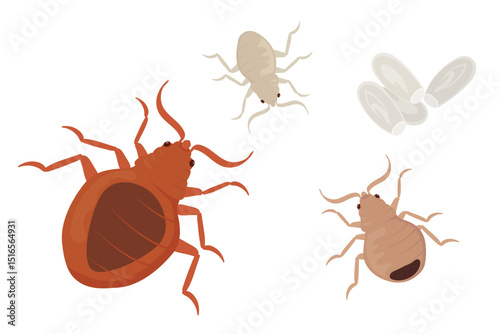 Bed Bugs Life Cycle Stages from Nymph to Adult with Eggs
