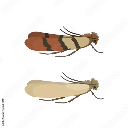 Indian Meal Moth and Webbing Clothes Moth Showing Different Wing Colors