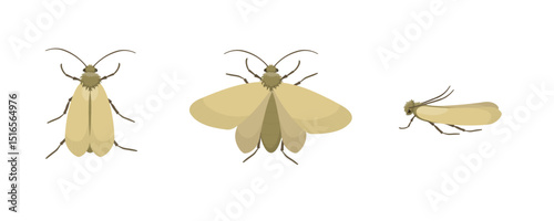 Webbing clothes moth or tineola bisselliella flying and resting poses