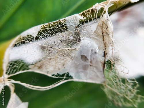 Closeup of a decomposing leaf. Decomposing leaf resulting in leaf skeleton. Blurred background