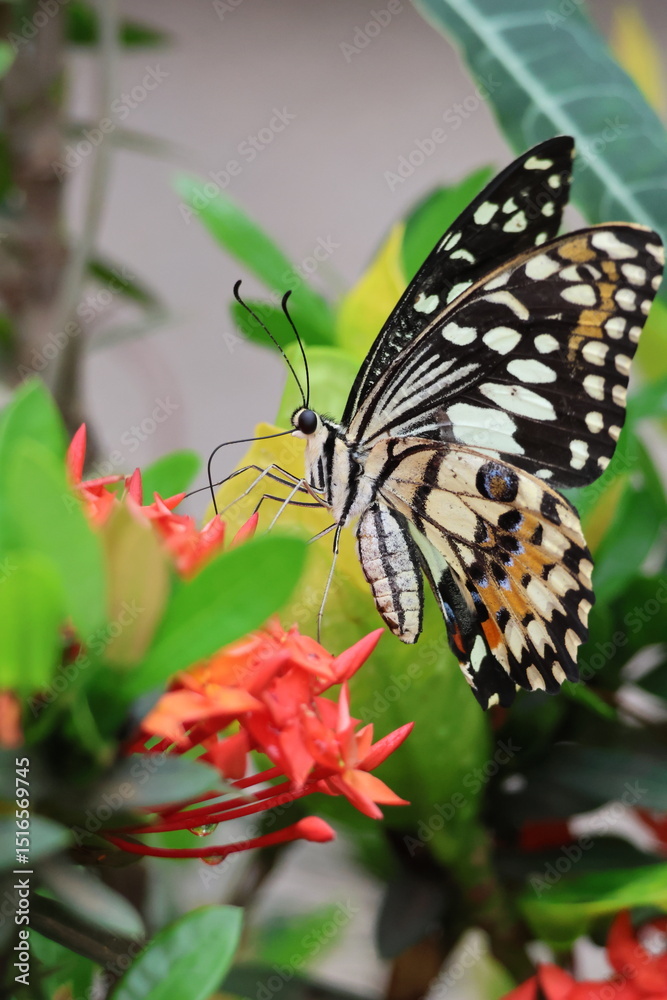 Obraz premium A beautiful monarch butterfly with orange and black wings rests on a colorful summer flower in a garden in Luang Prabang, Laos