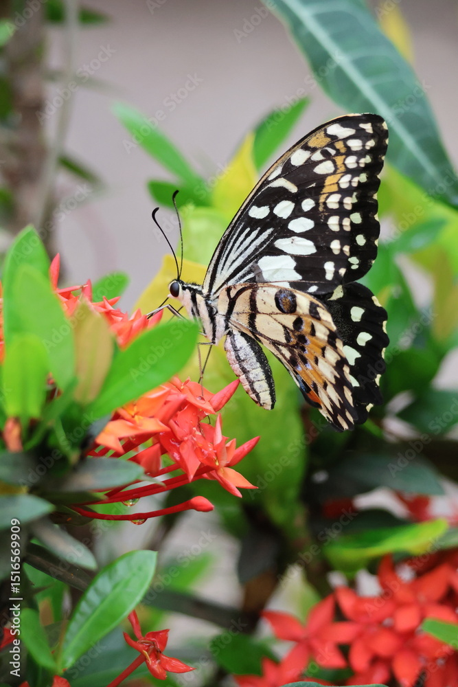 Fototapeta premium A beautiful monarch butterfly with orange and black wings rests on a colorful summer flower in a garden in Luang Prabang, Laos