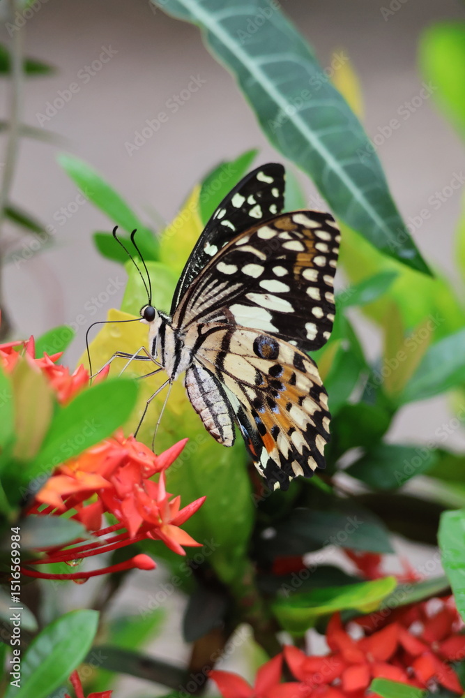 Obraz premium A beautiful monarch butterfly with orange and black wings rests on a colorful summer flower in a garden in Luang Prabang, Laos