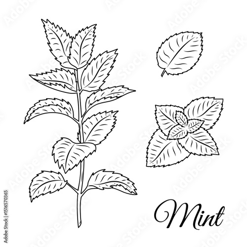Mint Herb Line Art Illustration – Botanical Hand Drawn Vector of Peppermint and Leaves