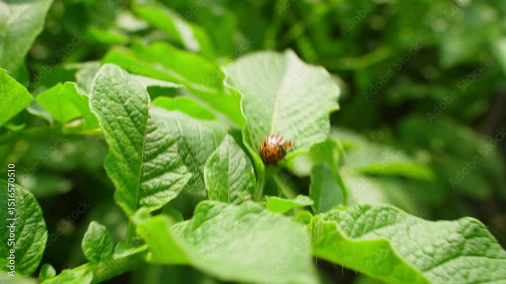 Colorado potato beetle eating potato leaves, close-up Colorado potato beetle eating potato leaves, close-up