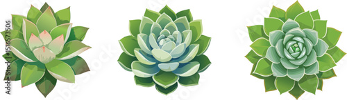 Succulent Plant with Thick Fleshy Leaves – Closeup of Green Desert Succulent